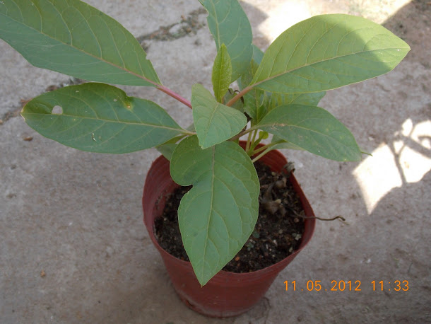 Plantas+aut%25C3%25B3ctonas+Rodrigo+001.JPG