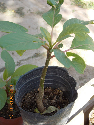 Plantas+aut%25C3%25B3ctonas+Rodrigo+002.JPG