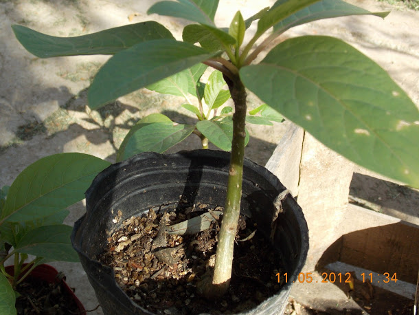 Plantas+aut%25C3%25B3ctonas+Rodrigo+003.JPG