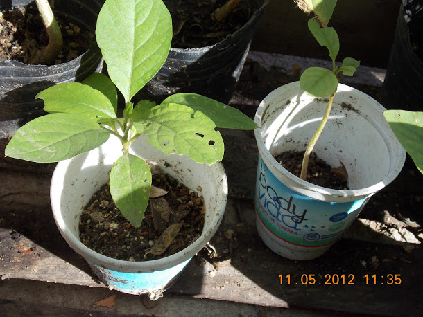 Plantas+aut%25C3%25B3ctonas+Rodrigo+004.JPG