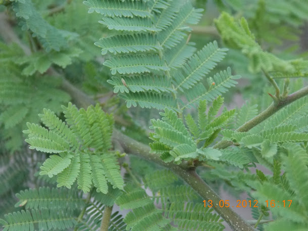 Plantas+aut%25C3%25B3ctonas+Rodrigo+005.JPG