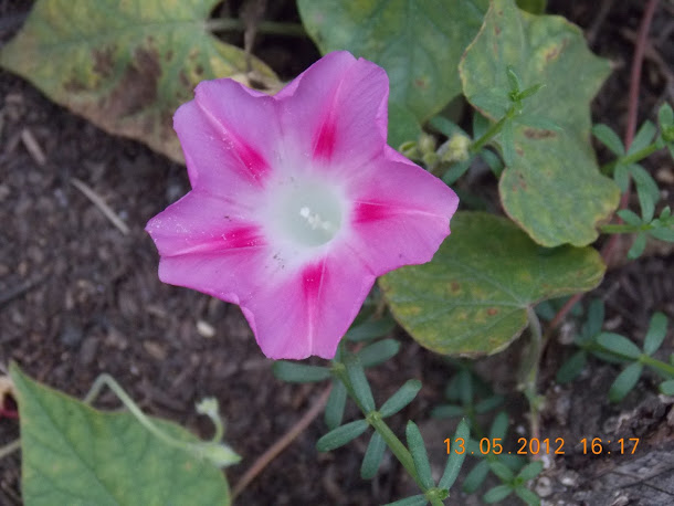 Plantas+aut%25C3%25B3ctonas+Rodrigo+006.JPG