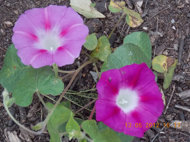 Plantas+aut%25C3%25B3ctonas+Rodrigo+007.JPG