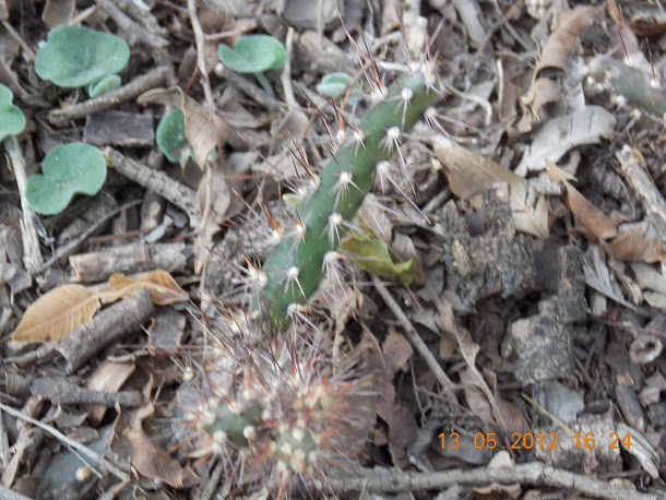 Plantas+aut%25C3%25B3ctonas+Rodrigo+010.JPG