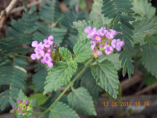 Plantas+aut%25C3%25B3ctonas+Rodrigo+011.JPG
