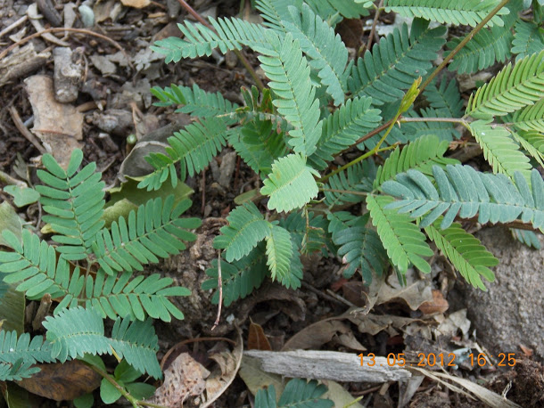 Plantas+aut%25C3%25B3ctonas+Rodrigo+013.JPG