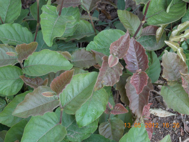 Plantas+aut%25C3%25B3ctonas+Rodrigo+014.JPG