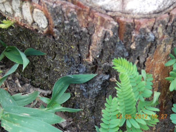 Plantas+aut%25C3%25B3ctonas+Rodrigo+015.JPG