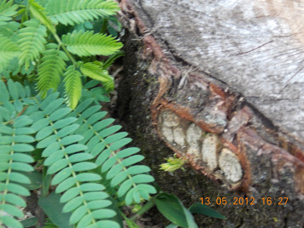 Plantas+aut%25C3%25B3ctonas+Rodrigo+016.JPG