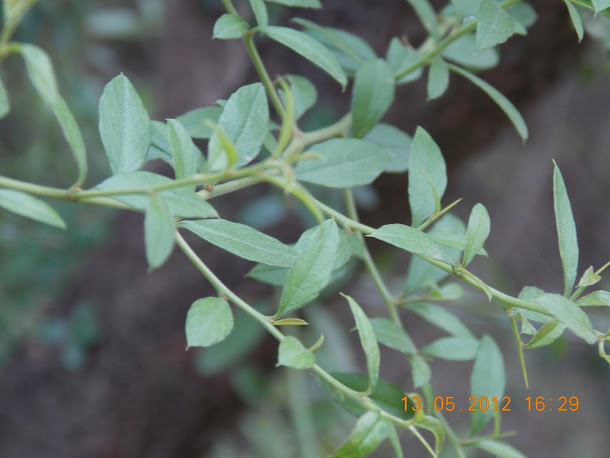 Plantas+aut%25C3%25B3ctonas+Rodrigo+017.JPG