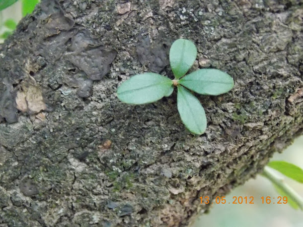 Plantas+aut%25C3%25B3ctonas+Rodrigo+018.JPG
