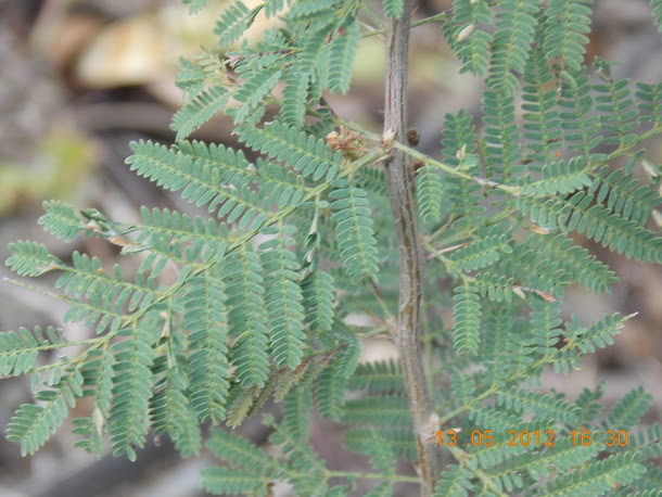 Plantas+aut%25C3%25B3ctonas+Rodrigo+020.JPG
