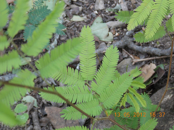 Plantas+aut%25C3%25B3ctonas+Rodrigo+022.JPG