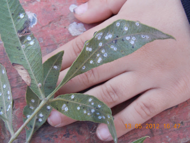 Plantas+aut%25C3%25B3ctonas+Rodrigo+023.JPG