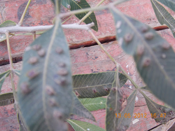 Plantas+aut%25C3%25B3ctonas+Rodrigo+024.JPG
