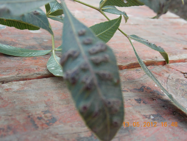 Plantas+aut%25C3%25B3ctonas+Rodrigo+025.JPG