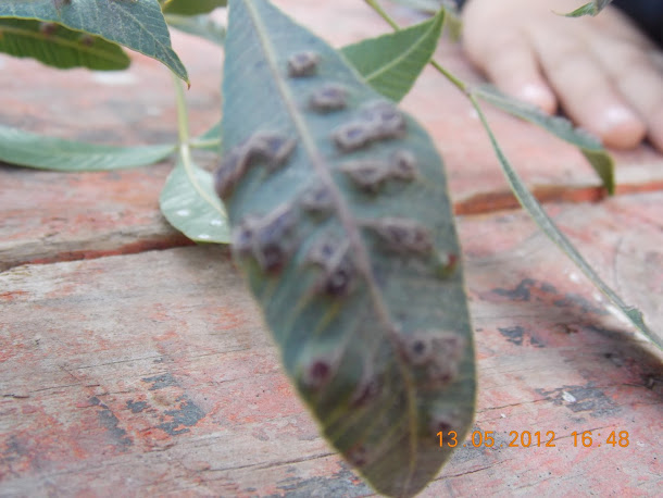 Plantas+aut%25C3%25B3ctonas+Rodrigo+026.JPG