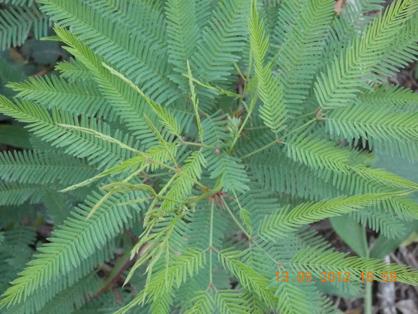 Plantas+aut%25C3%25B3ctonas+Rodrigo+027.JPG