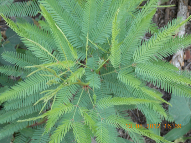 Plantas+aut%25C3%25B3ctonas+Rodrigo+028.JPG