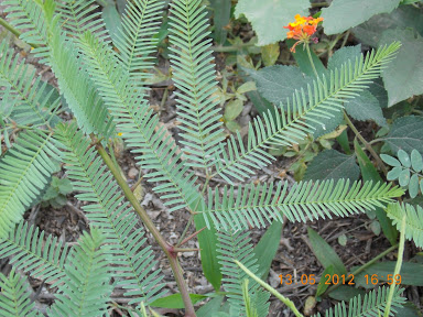 Plantas+aut%25C3%25B3ctonas+Rodrigo+029.JPG