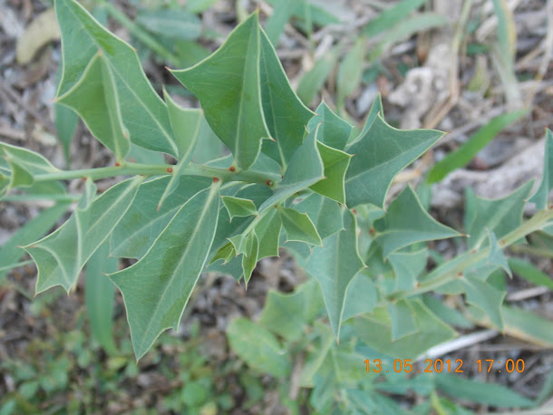 Plantas+aut%25C3%25B3ctonas+Rodrigo+031.JPG
