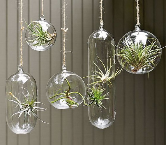 plantas-colgantes.jpg