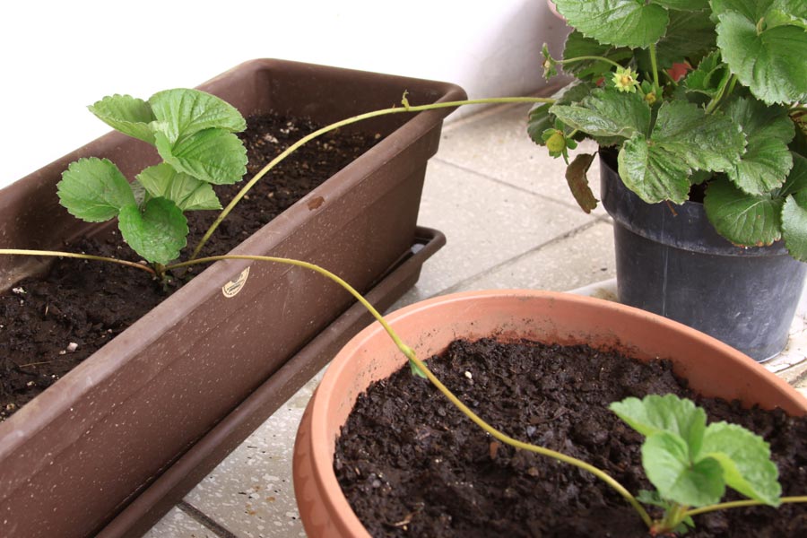 Plantas-de-fresa-reproduciendose-por-estolones.jpg