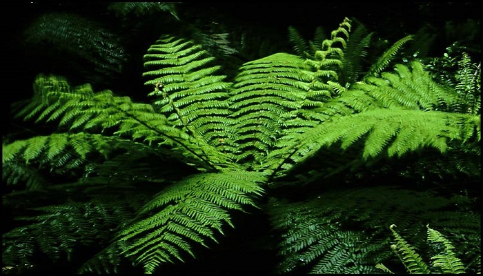plantas-de-helechos-1.jpg