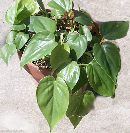 plantas-de-interior-4.jpg