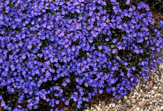 plantas-de-sombra-e1544706191710.jpg