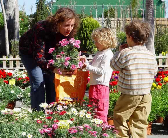plantas-flor-valencia.jpg