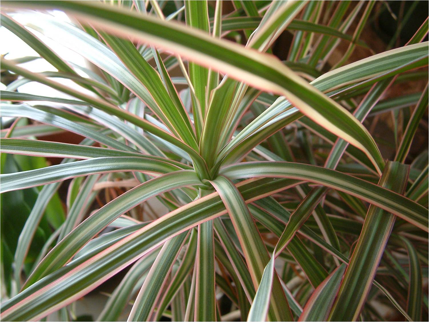 plantas-interior.com-dracaena-marginata.jpg