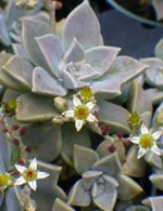 plantas-madreperla-graptopetalum-paraguayense.jpg