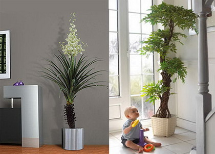 plantas-para-decorar1.jpg