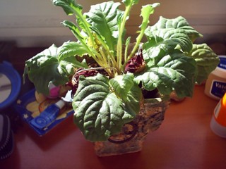Plantas peques000.jpg