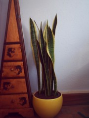 Plantas peques001.jpg