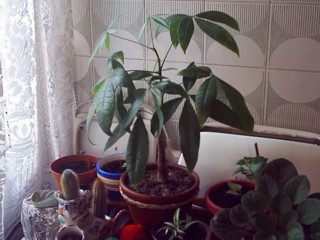 Plantas peques005.jpg
