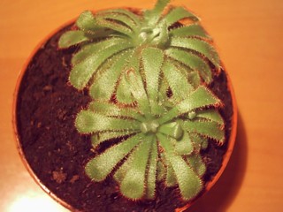 Plantas peques009.jpg