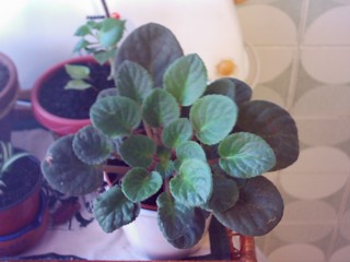 Plantas peques012.jpg