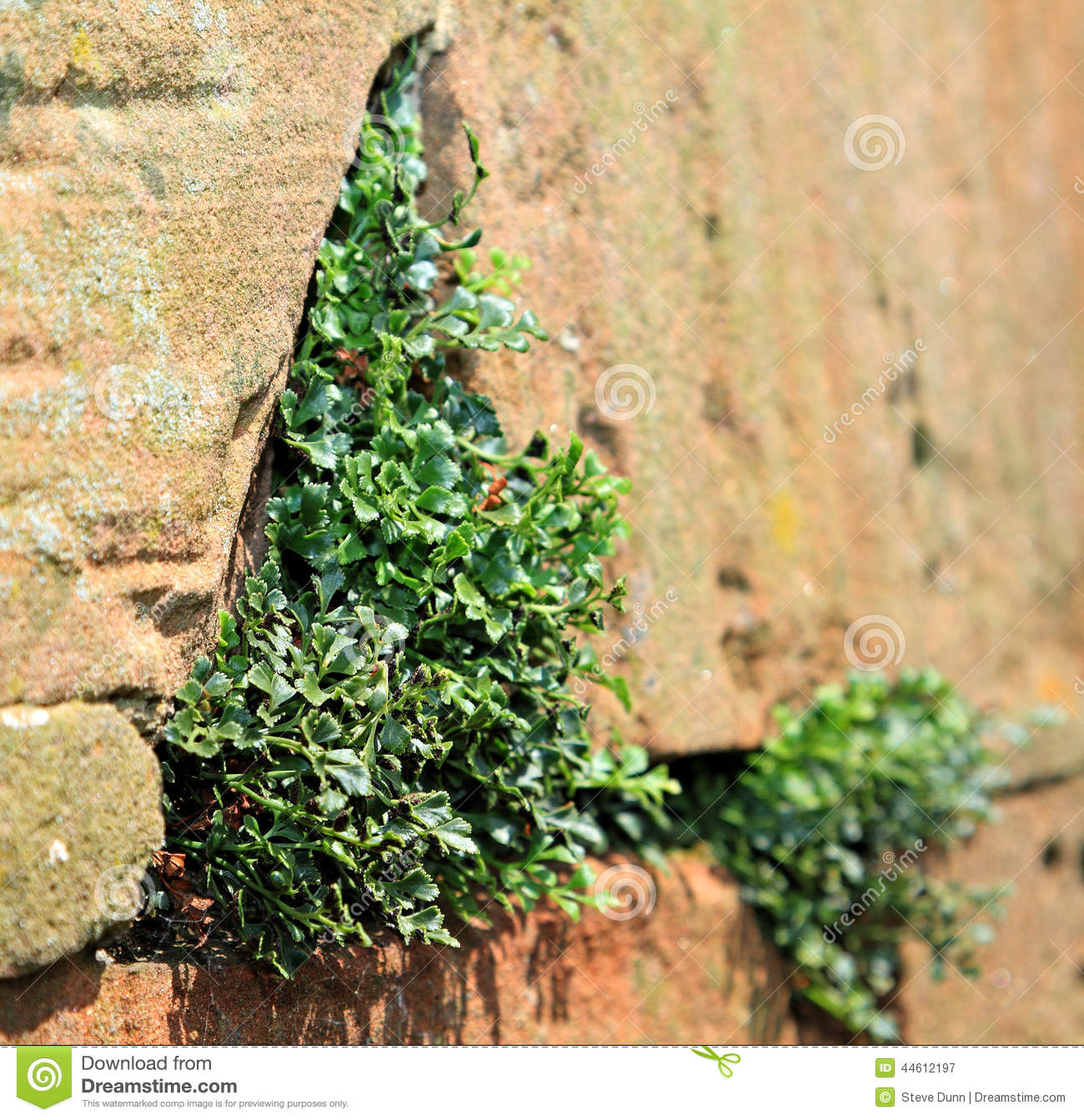 plantas-que-crecen-en-la-pared-de-piedra-44612197.jpg