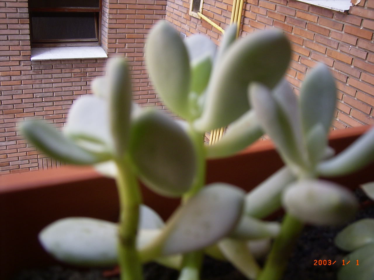 PLANTAS002.jpg