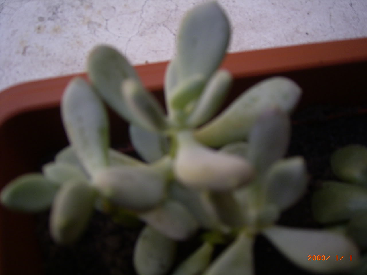 PLANTAS003.jpg