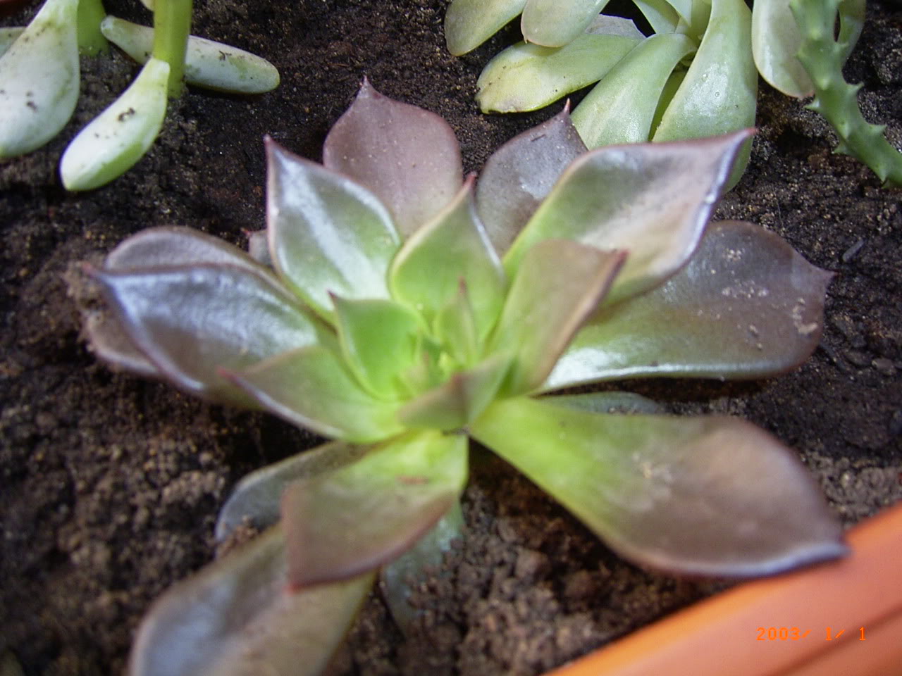 PLANTAS004.jpg