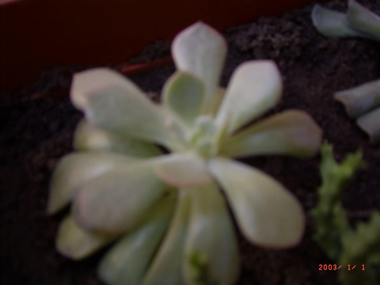 PLANTAS005.jpg