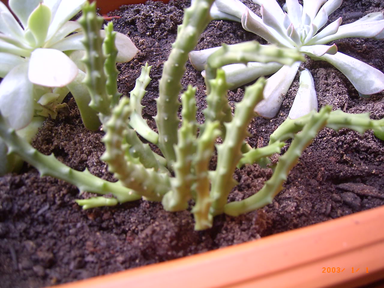 PLANTAS006.jpg
