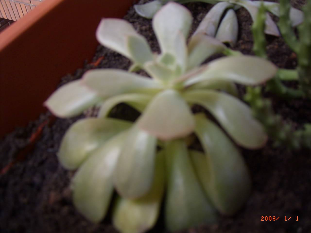 PLANTAS012.jpg