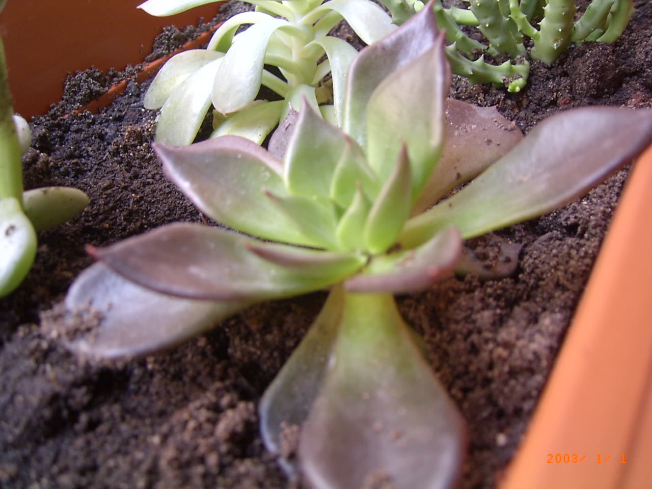 PLANTAS013.jpg