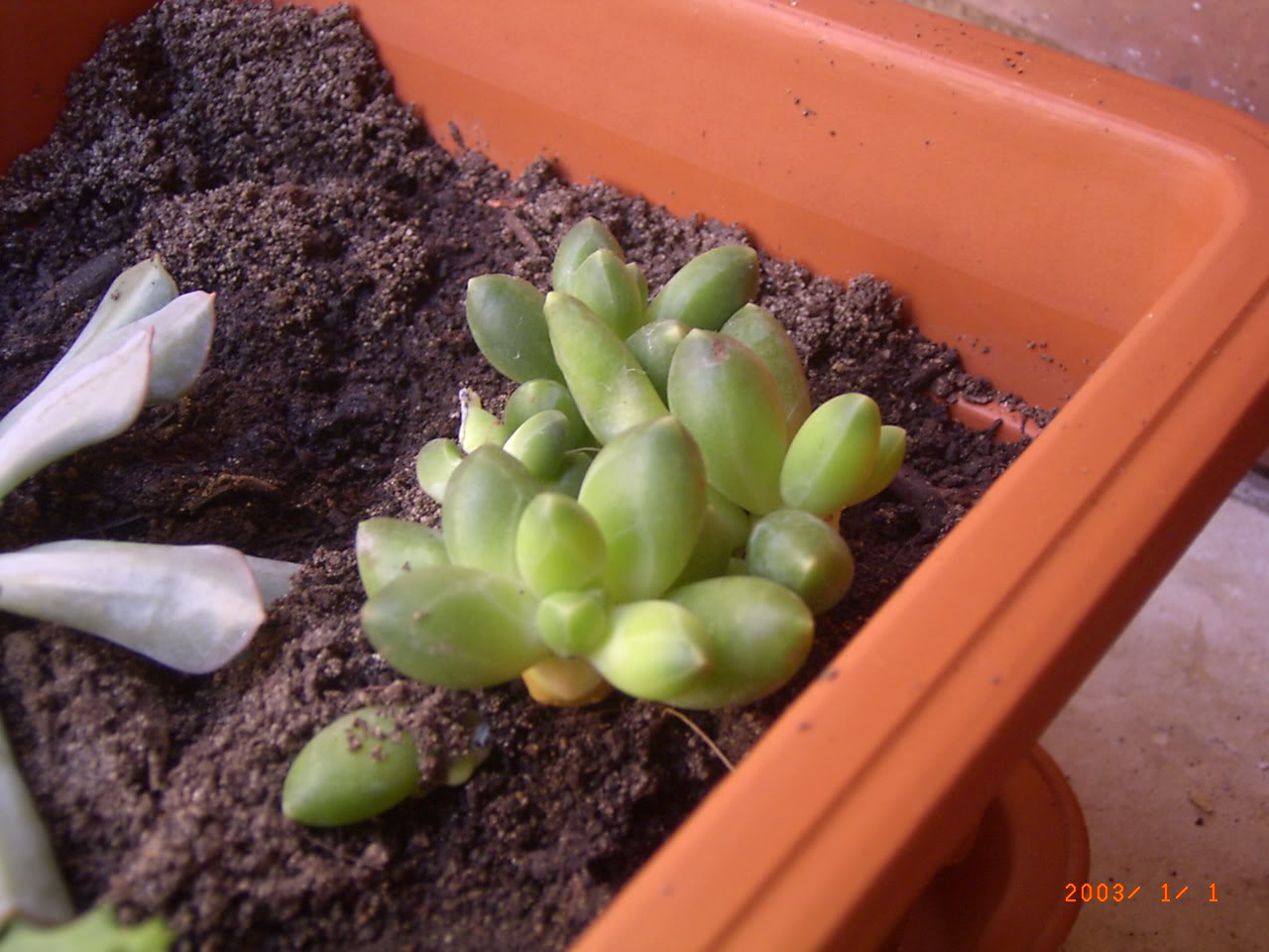 PLANTAS017.jpg