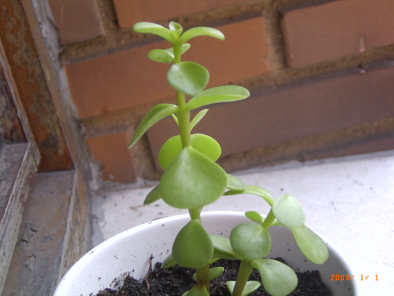 PLANTAS018.jpg
