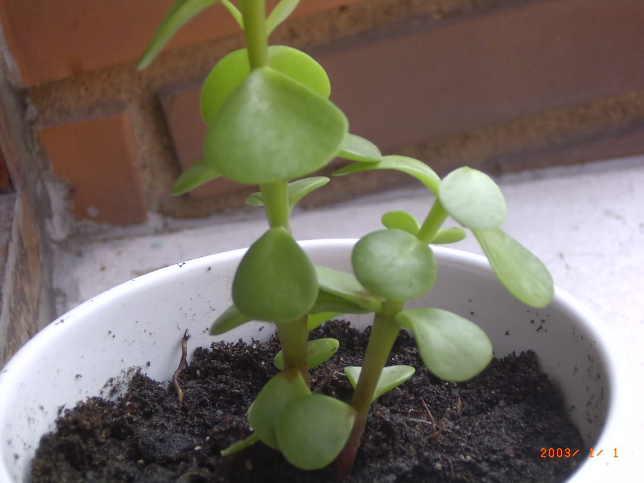 PLANTAS019.jpg